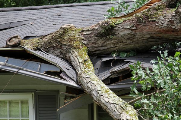 Storm Remediation in Freehold